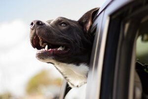 un chien heureux en voiture